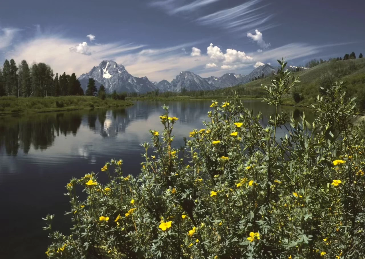 Bild von Pflanzen, Wasser, Bäumen, im Hintergrund Bergen aus dem Grand Teton Nationalpark, dem Fundort der Leiche von Gabby Petito; Bild Von I, Michael Gäbler, CC BY 3.0, https://commons.wikimedia.org/w/index.php?curid=8794037